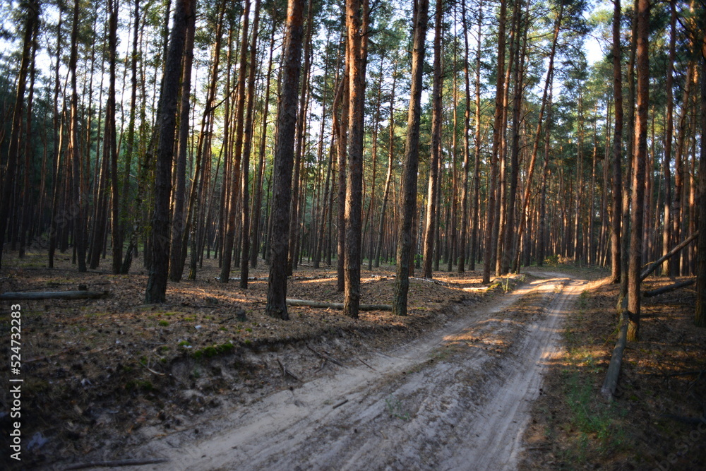 Obraz premium Morning in the forest