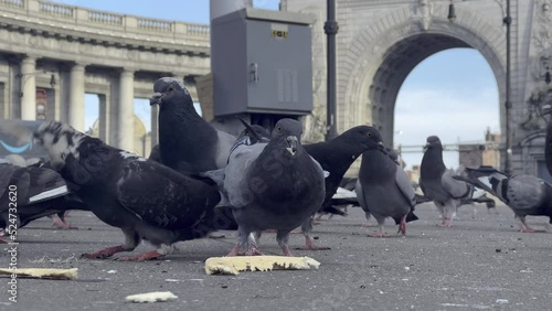 flock of pigeons peck away at slices of bread photo