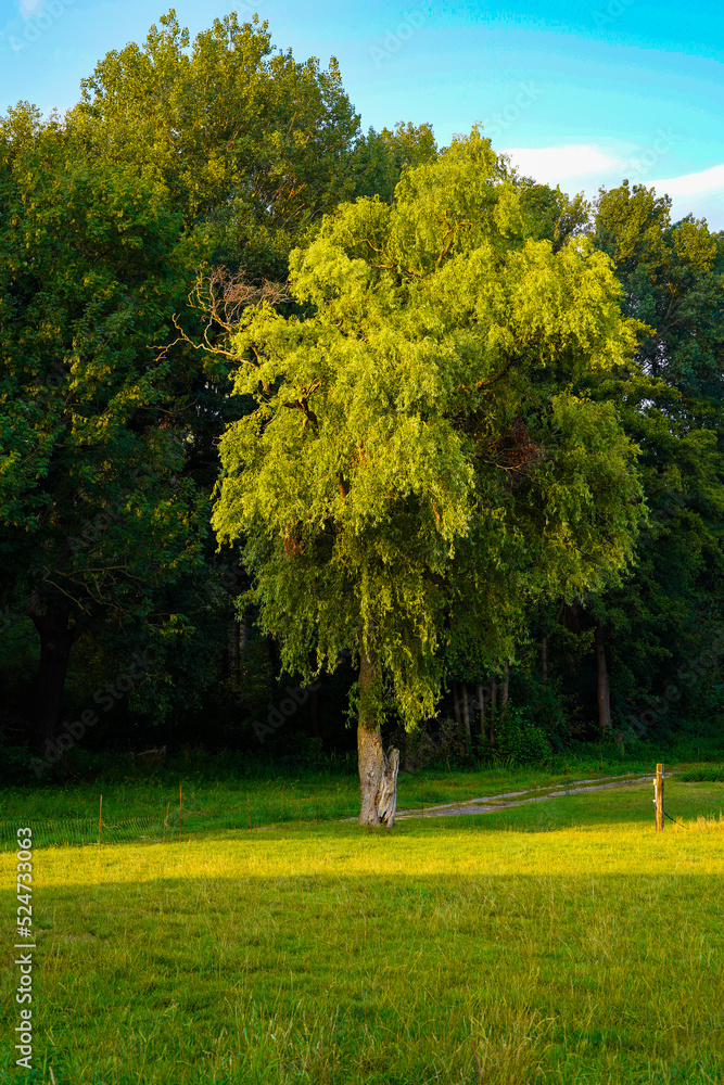 Naklejka premium Baum auf Wiese