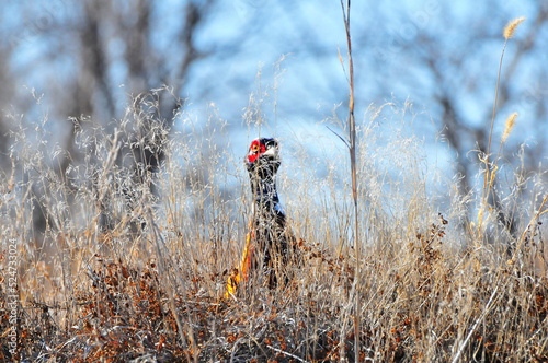 Hiding Pheasant