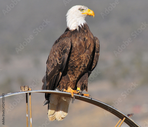 Bald eagle on wheel