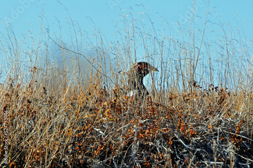 Pheasant hiding 
