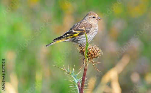 Bird with seed