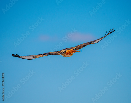 Red tailed Hawk flying away