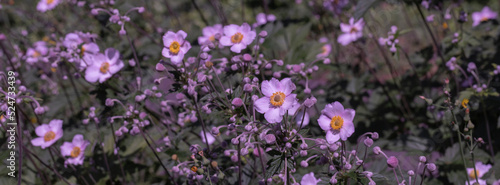 Pink japanese anemone,.beautiful floral background.