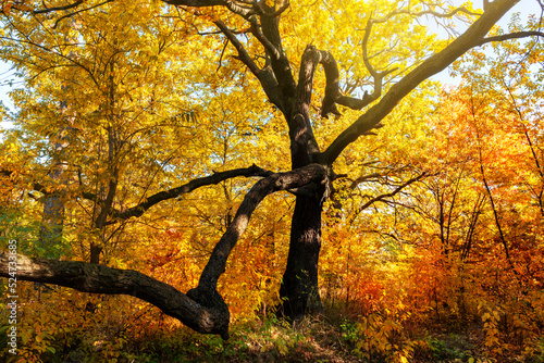 Beautiful old tree in the fall forest