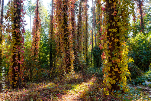Fototapeta Naklejka Na Ścianę i Meble -  Beautiful fall morning