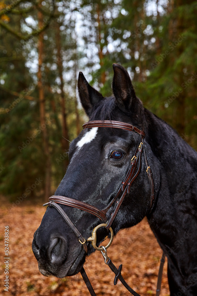 black horse black horse