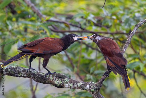 Montezuma Oropendola photo