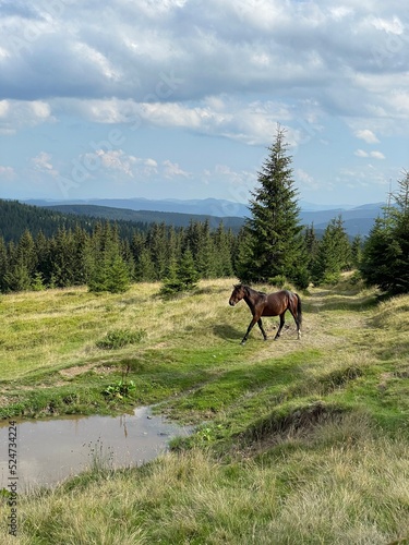 horse and rider