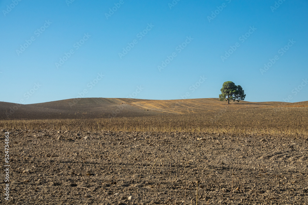 Desertic agricultural landscape with a lonely pine tree in a dry field by drought in summer