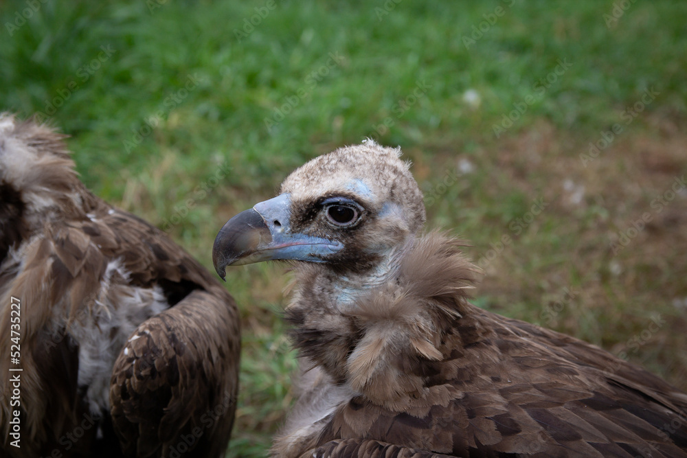 Two Griffon Vultures. Gyps fulvus. Big bird on a background of green grass. Portrait. Wildlife, Africa. Two Griffon Vultures. Gyps fulvus. Big bird on a background of green grass. Portrait. Wildlife, Africa.