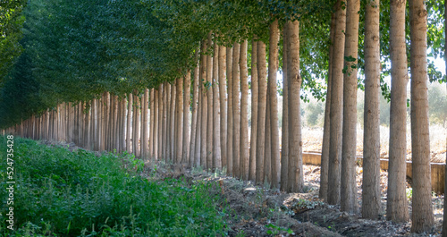Frame of a row of poplars with green leaves in summer