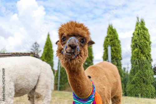 Fototapeta samoprzylepna Śmieszna i uśmiechnięta brązowa alpaka na świeżym powietrzu.