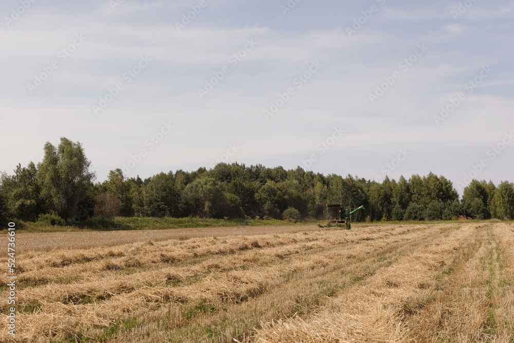 Green combine harvester machine in field
