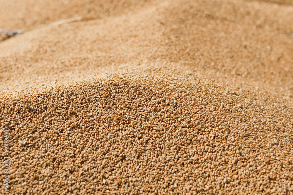 Wheat grain harvest in tractor trailer Wheat grain harvest in tractor trailer