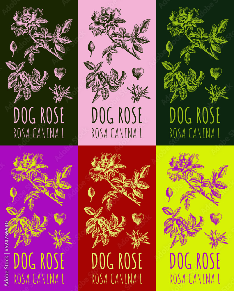Set of vector drawing dog rose hips in various colors. Hand drawn illustration. Latin name ROSA CANINA L.

