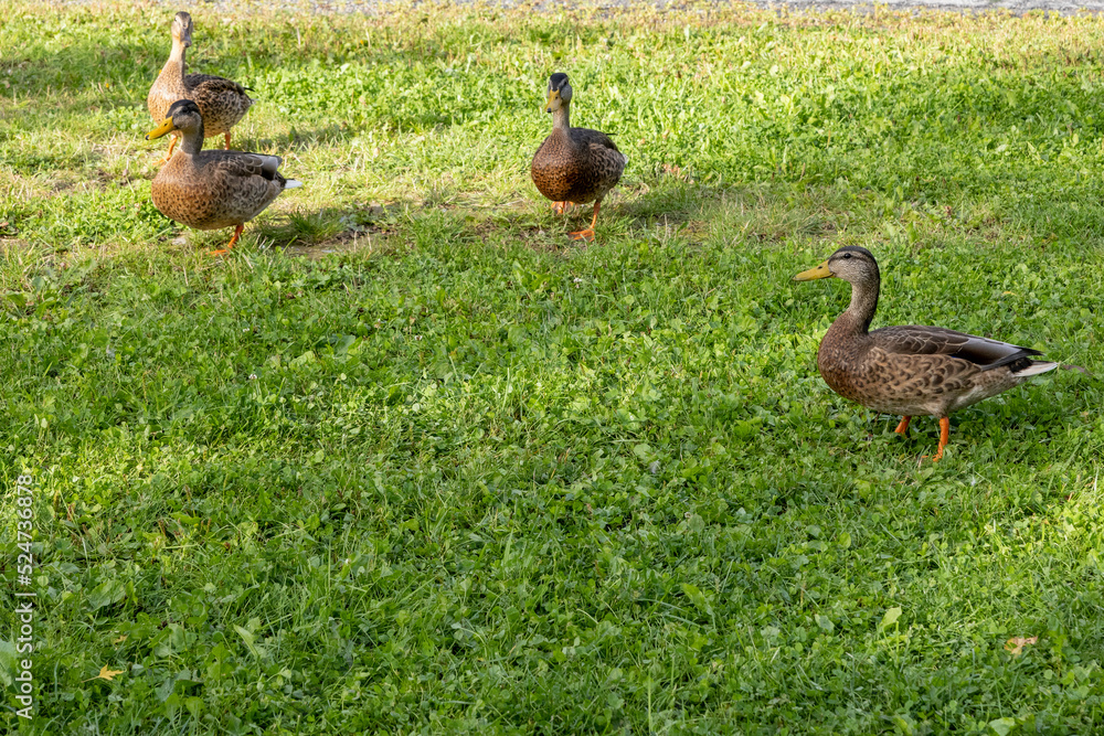 The most common dabbling duck species is the mallard, but the northern pintail, the European wigeon and various teals are also dabblers.,Skellefteå,Vasterbotten,Sweden,scandinavia,Europe The most common dabbling duck species is the mallard, but the northern pintail, the European wigeon and various teals are also dabblers.,Skellefteå,Vasterbotten,Sweden,scandinavia,Europe
