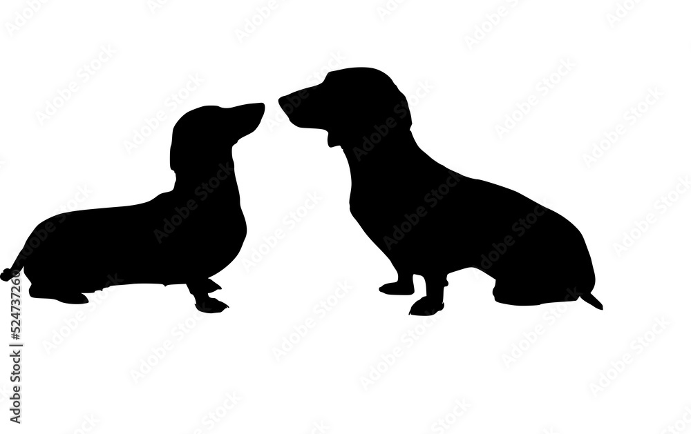 Two Dachshund Dogs look at each other 