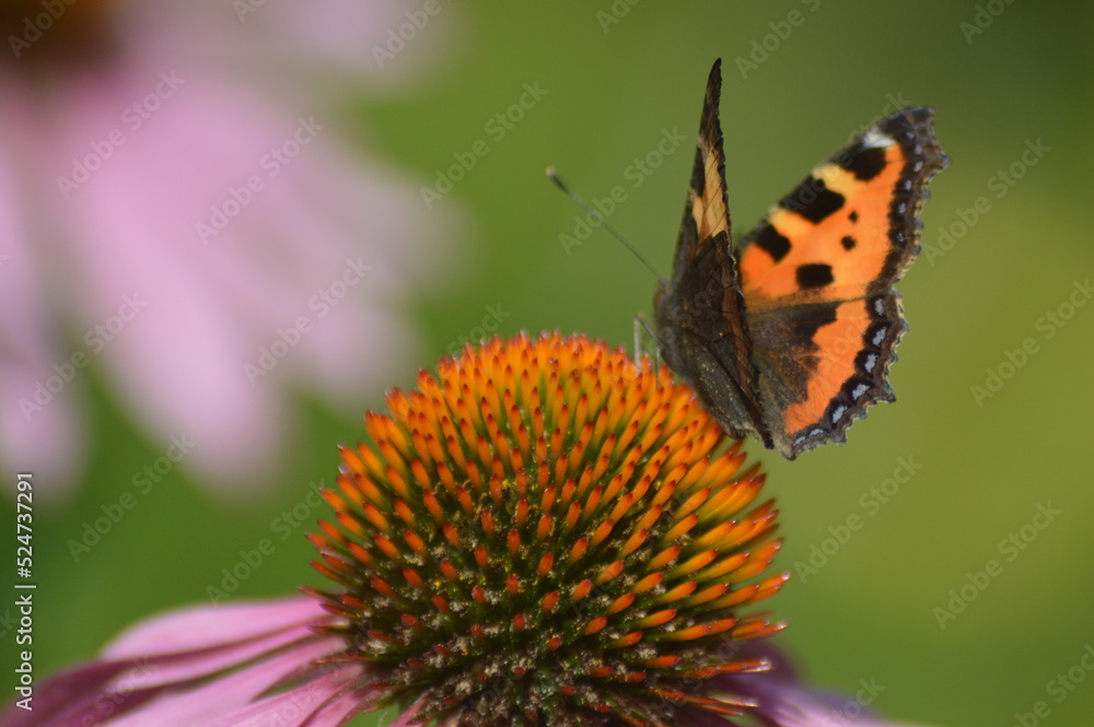Flowers and butterflies on a hot August day Flowers and butterflies on a hot August day