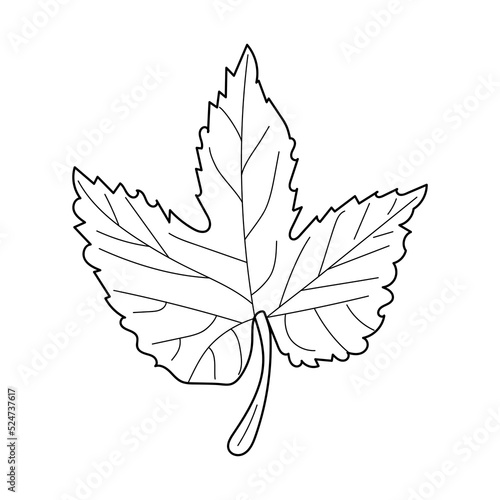 Linear leaves Hop plant. Humulus isolated in white background. Hand drawn Hop plant. 