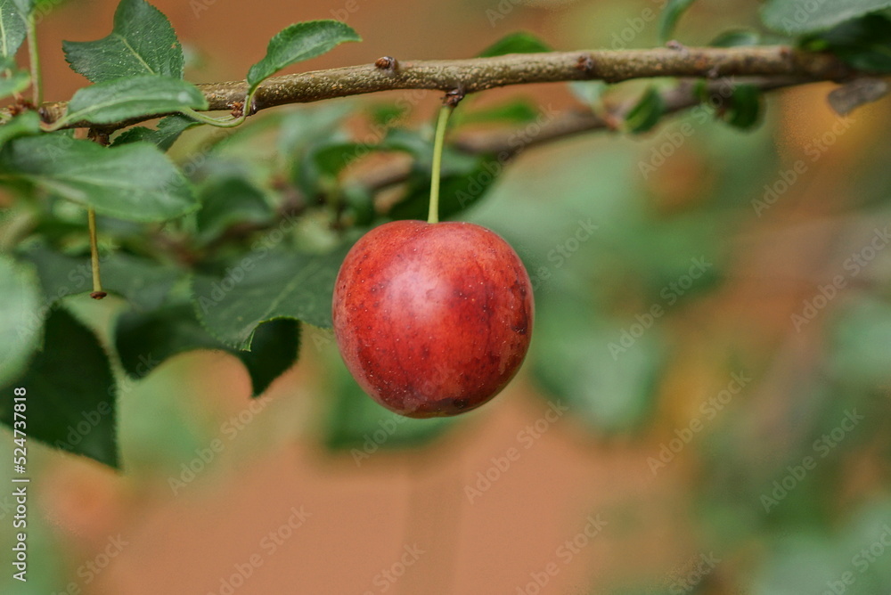 one red ripe plum on a branch with green leaves in summer garden one red ripe plum on a branch with green leaves in summer garden