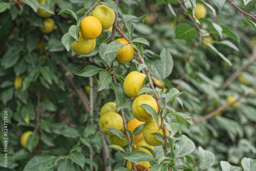 many ripe yellow plums on a branch with green leaves in summer garden