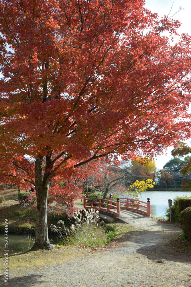 Naklejka premium 秋の大沢池 京都市右京区嵯峨