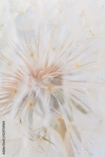 Abstract dandelion macro flower background. Seed macro closeup. Soft focus