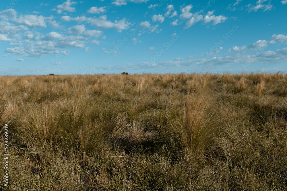 Pampas grass landscape, La Pampa province, Patagonia, Argentina.