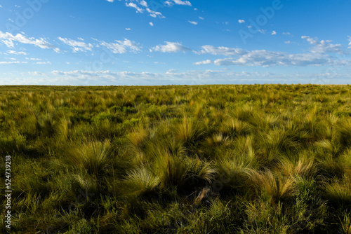 Pampas grass landscape  La Pampa province  Patagonia  Argentina.