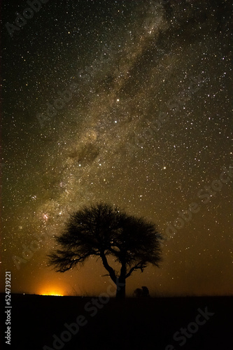 Milky way, night landscape with Caldén, typical tree of the Pampas plain, La Pampa, Argentina photo
