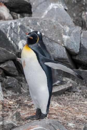 Emperor penguin,Aptenodytes forsteri, in Port Lockroy, Goudier island, Antartica. photo