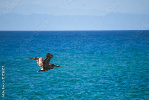 Pelicans in the sea. Pelicans flying. Wood boats. Birds on a fishing boat   © javier