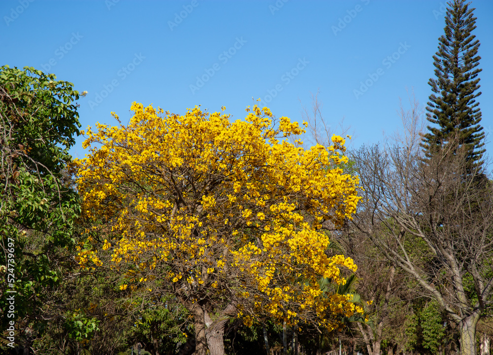 Yellow Ipê tree (Handroanthus albus) with many flowers in panoramic scenery and blue sky background, in selective focus