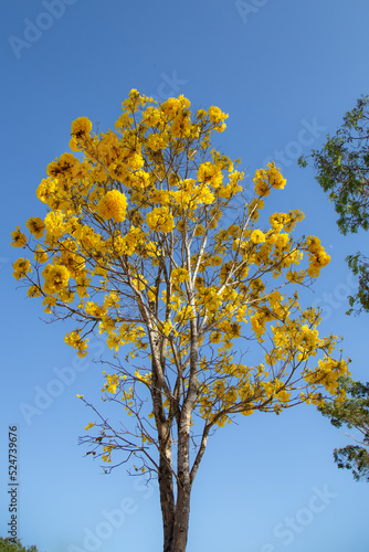 Isolated Yellow Ipê tree (Handroanthus albus) with many flowers in panoramic scenery and blue sky background, in selective focus