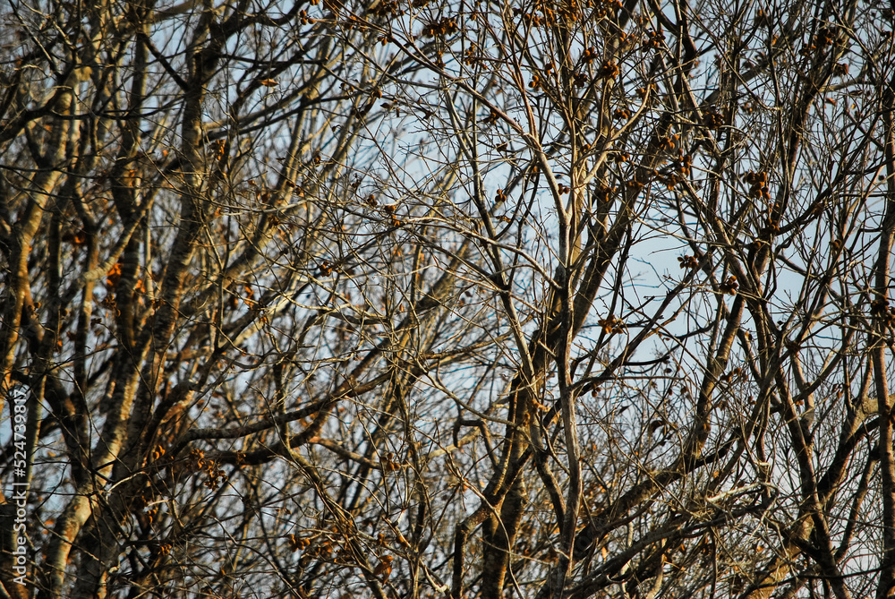 Leafless trees. Blue sky. Dead trees. Leafless trees. Blue sky. Dead trees.