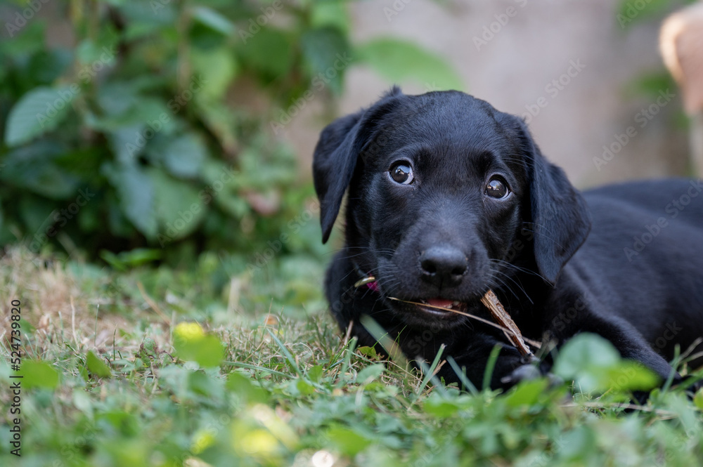 Cute labrador retriever puppy chewing on a stick