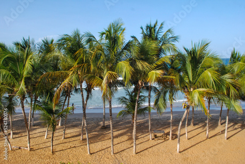 Beach full of coconut palms. caribbean beach