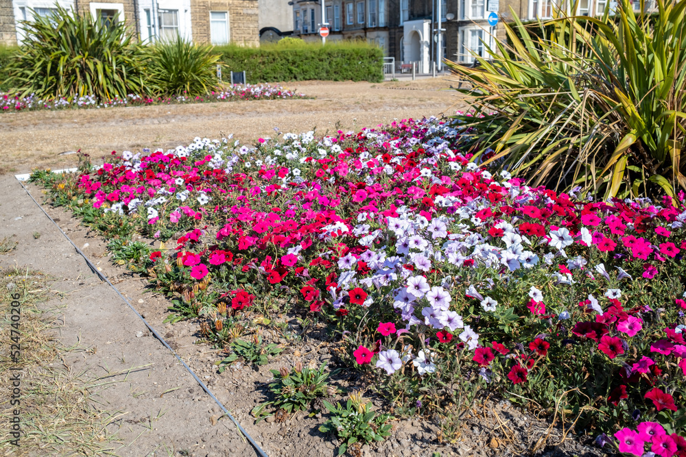 Pretty pink, red and white flowers in a clifftop park in the seaside town of Lowestoft on the Suffolk coast