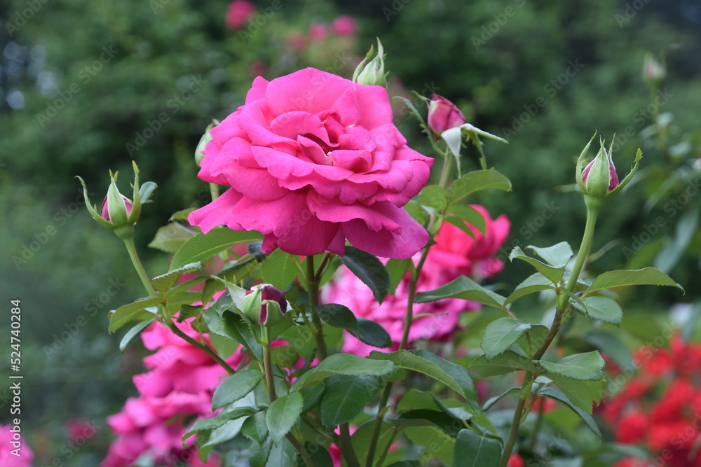 Pink roses in garden