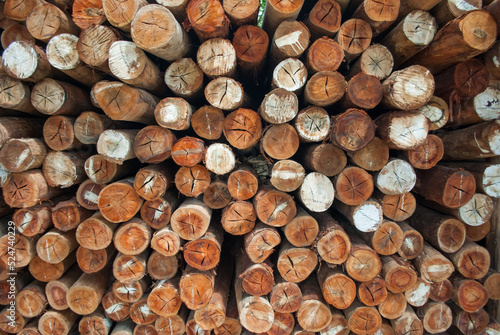 Wooden rolls. Logs cut for construction. Dry wood sticks.  