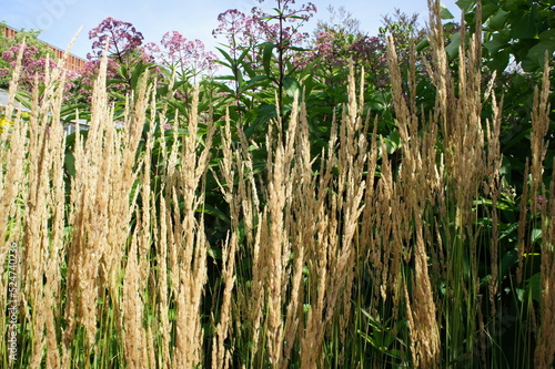 Decorative cereal with a lot of sharp fluffy panicle inflorescences. Calamagrostis acutiflora Karl Foerster in the sunny garden . Bright autumn flowers. Floral wallpaper. photo