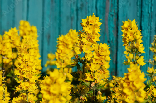 Lysimachia vulgaris yellow flowers against a blue wooden fence