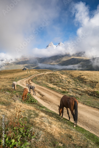Wild horses grazing in Caucasus mountains in Georgia