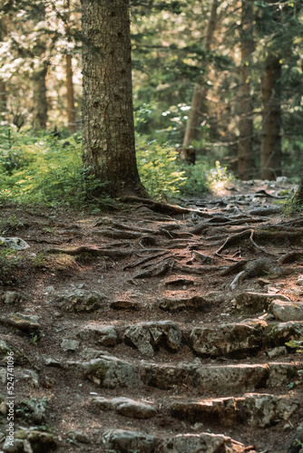 Path through the sunny fir tree forest