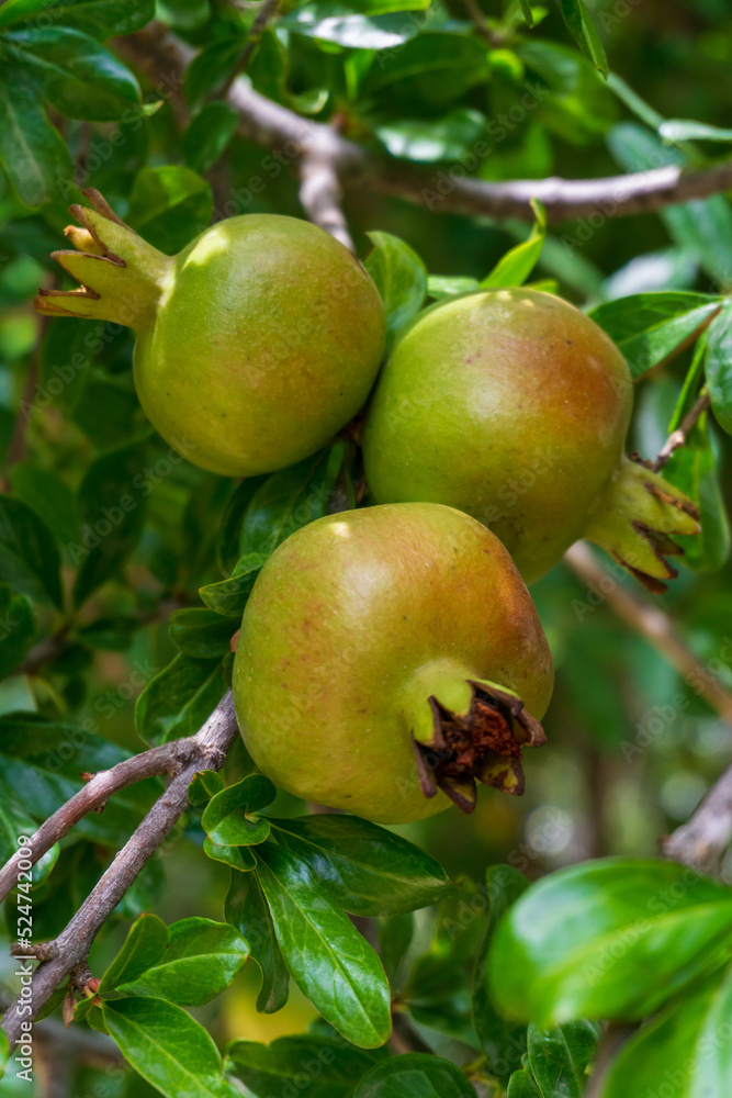 Green pomegranate ripening on a branch Green pomegranate ripening on a branch