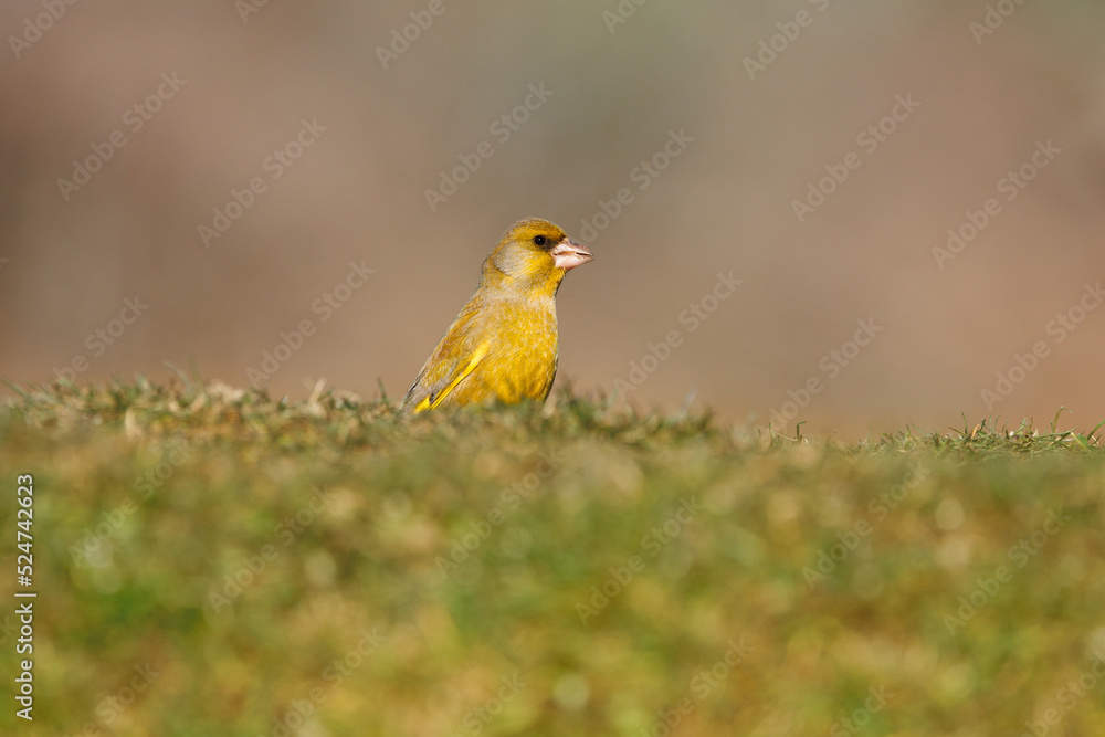 Verderón, Chloris chloris Verderón, Chloris chloris