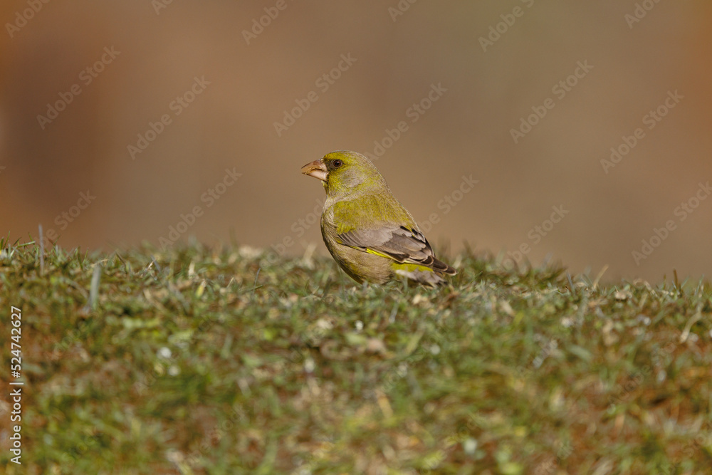 Verderón, Chloris chloris Verderón, Chloris chloris