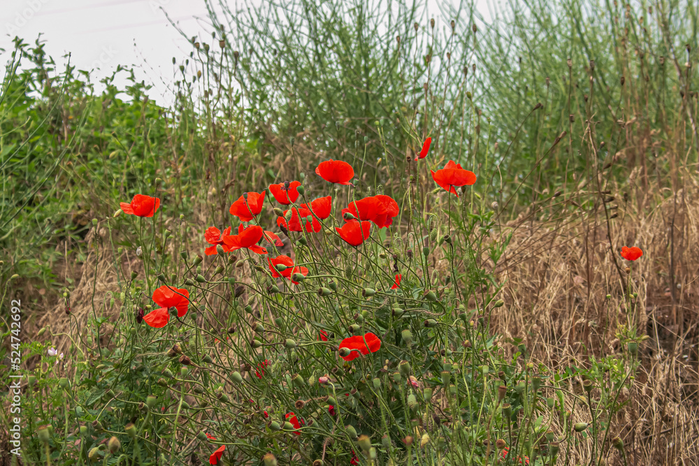 Blooming poppy Papaver rhoeas L. Also called poppy or corn rose, it is a species of plant from the poppy genus Papaver in the poppy family Papaveraceae.